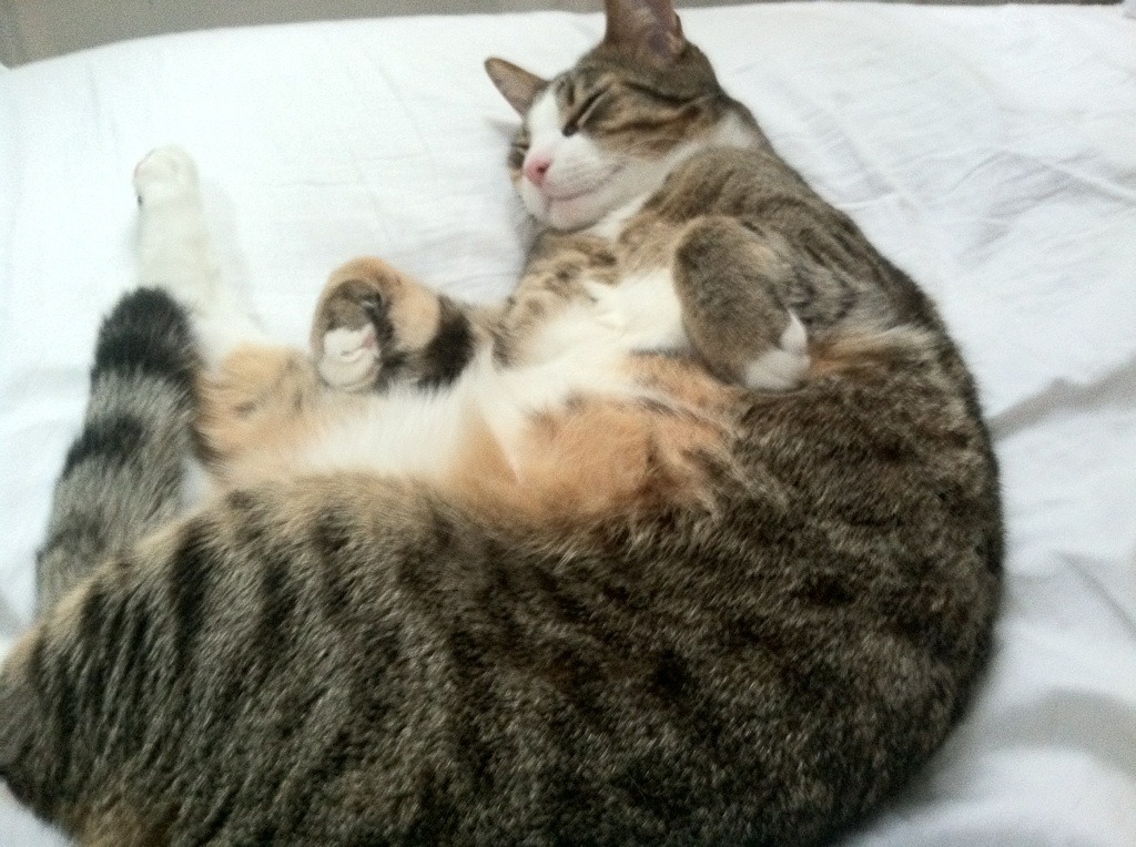 _东京马拉松：运动员突破极限创造佳绩_，东京马拉松事件